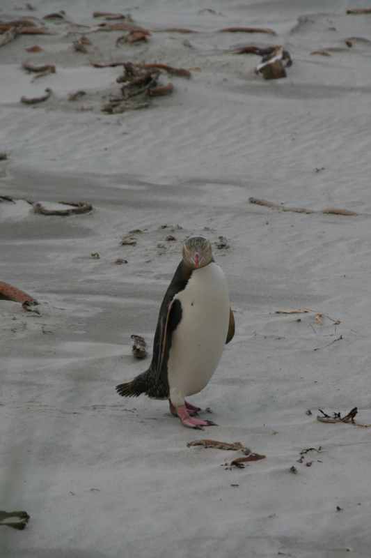 Nieuw-Zeeland 2011 - 2019